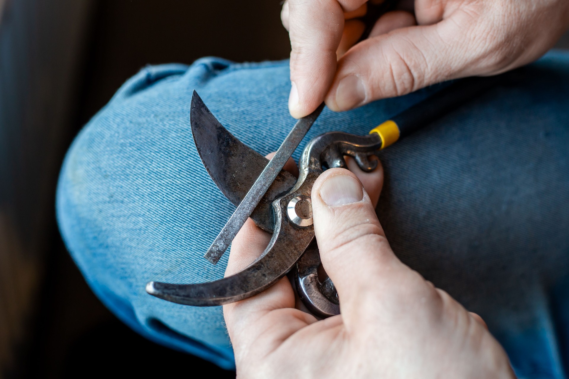 A man sharpens the blade of a garden pruner with a file. Garden tools